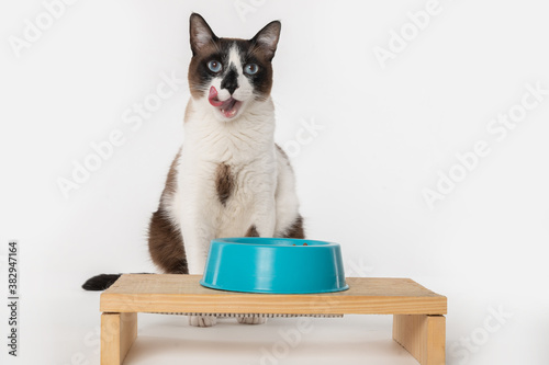 hungry cat at a elevated feeding table © Elayne