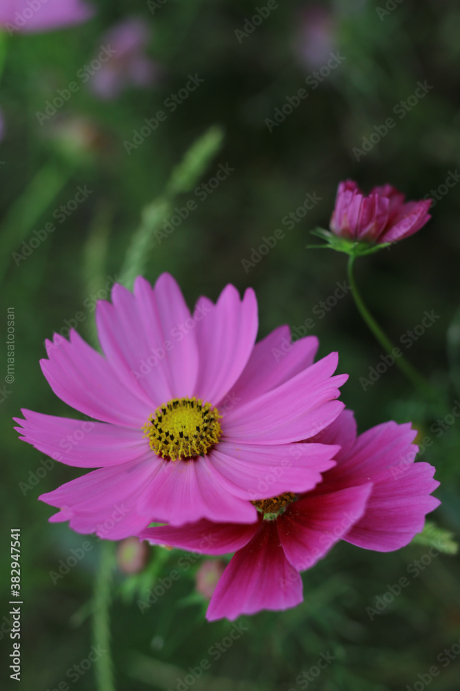 cosmos cosmos