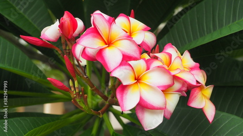 National Flower Of Laos