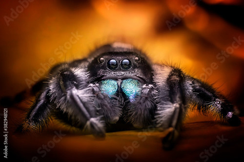 Jumping spider species Phidippus Regius Male with glowing fire background