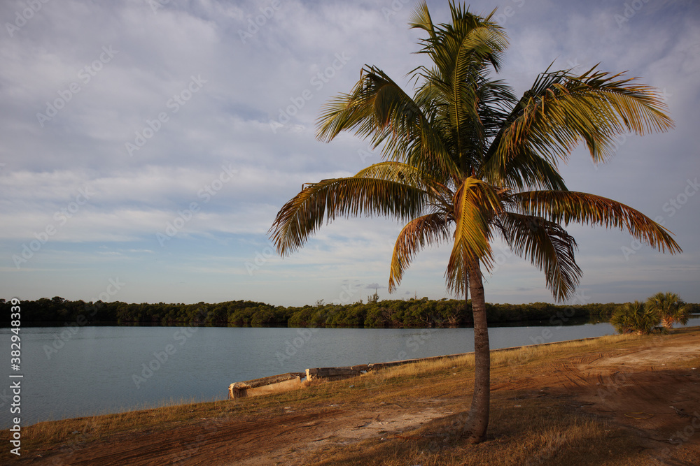 A lone palm tree by the lake. Cuba