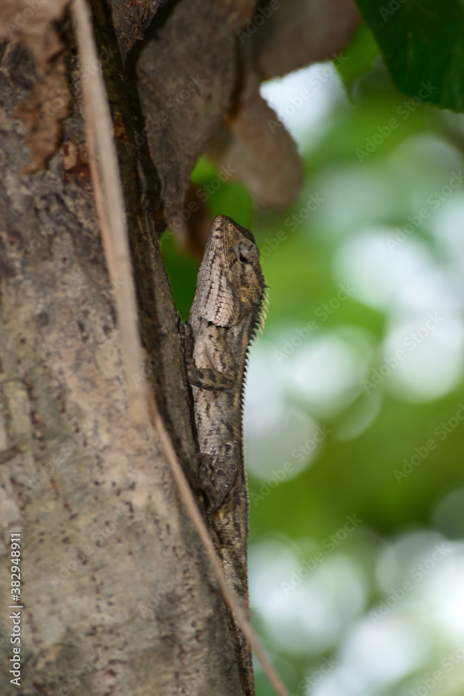 Bronchocela jubata is an animal that can adapt by changing its color according to the environment and circumstances Bronchocela jubata is an animal that can adapt by changing its color according to the environment and circumstances