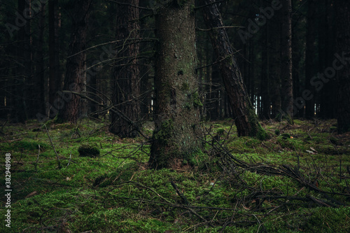 Wald Bäume