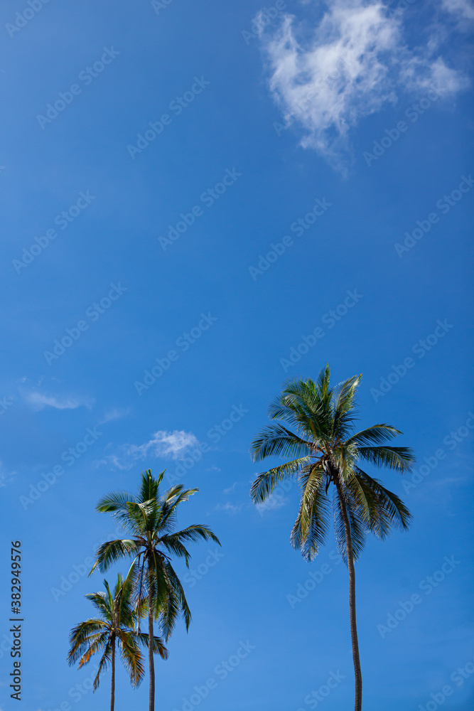 Beach palm trees with nice sky