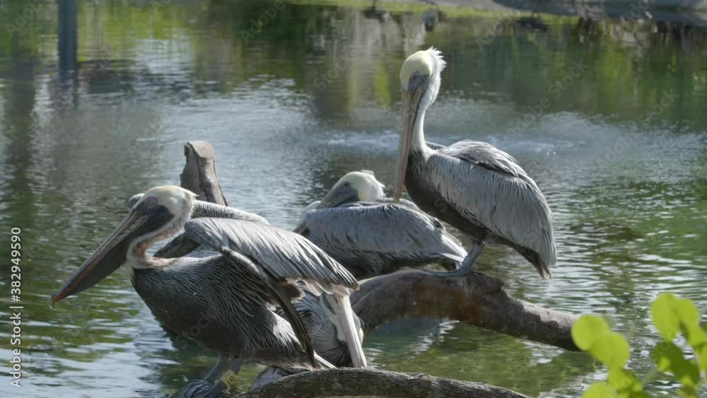 Pelican birds on a lake 6k nature video Pelican birds on a lake 6k nature video