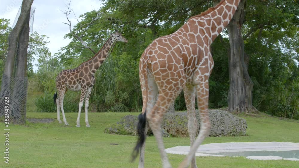 Giraffe African Mammal 6k wildlife video Giraffe African Mammal 6k wildlife video