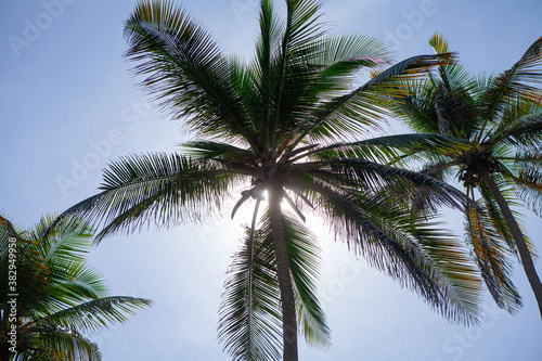 Beach palm trees with nice sky