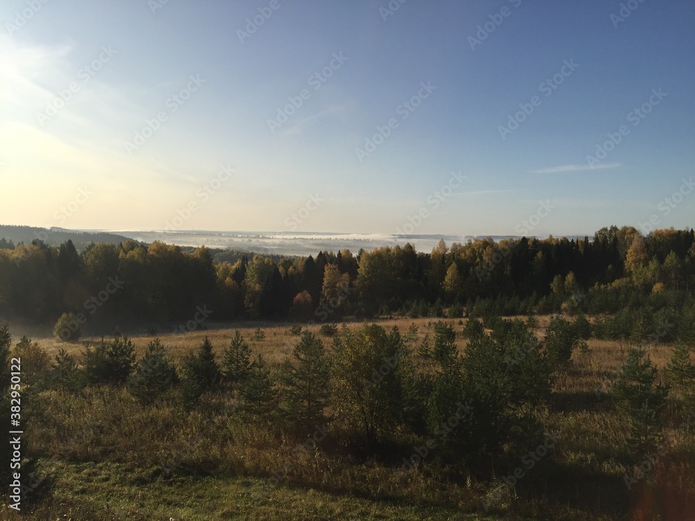 Obraz premium sunrise in the forest