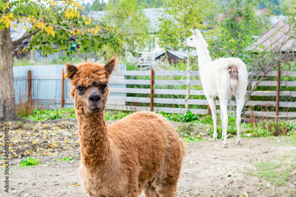 Obraz premium Portrait of a brown Alpaca on a farm.