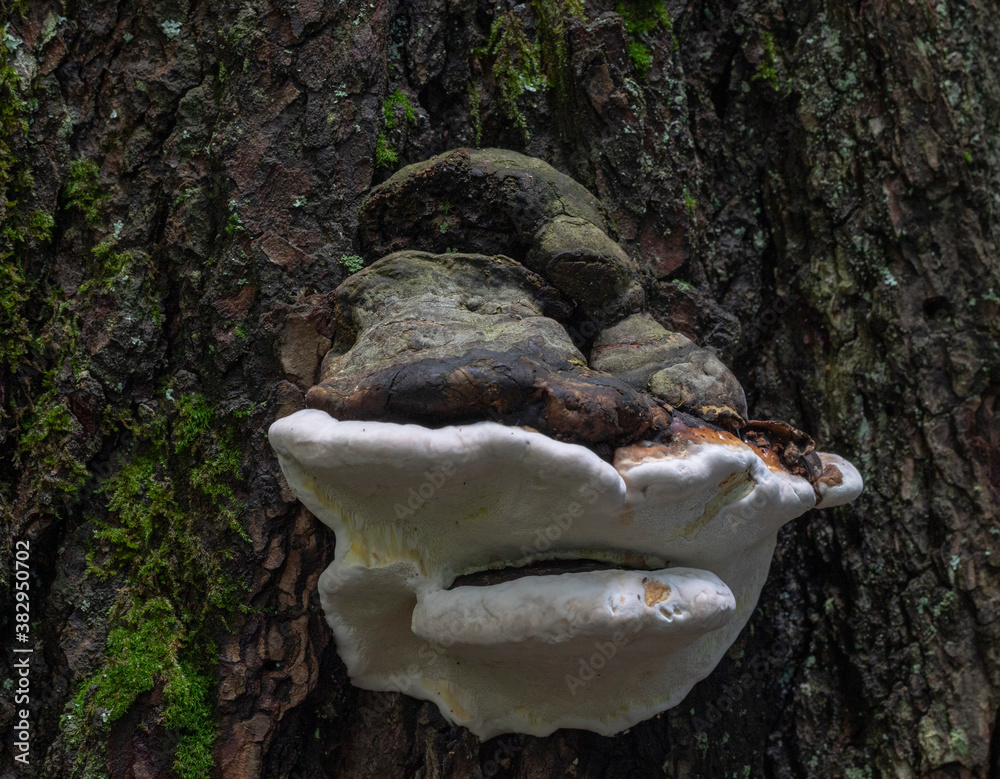 Fomitopsis pinicola polypore fungus on a tree