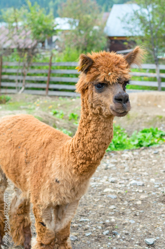 Portrait of a brown Alpaca on a farm.