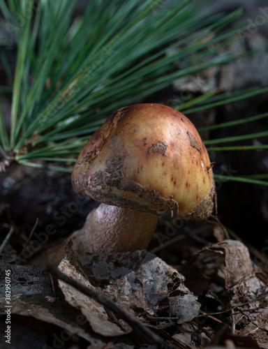 cortinarius sp. mushroom in the forest with spruce needles behind