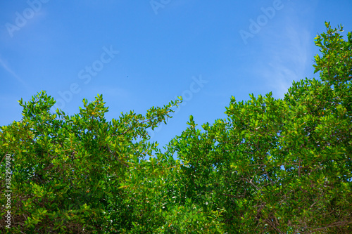 mangroves on the seashore with blue sky