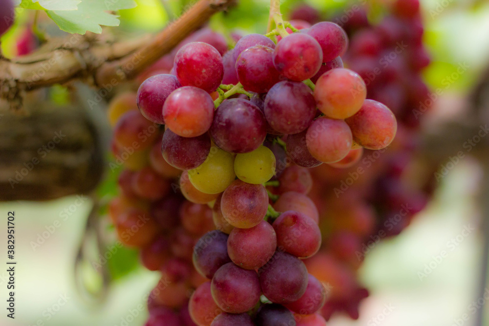 Purple grapes on grape vine