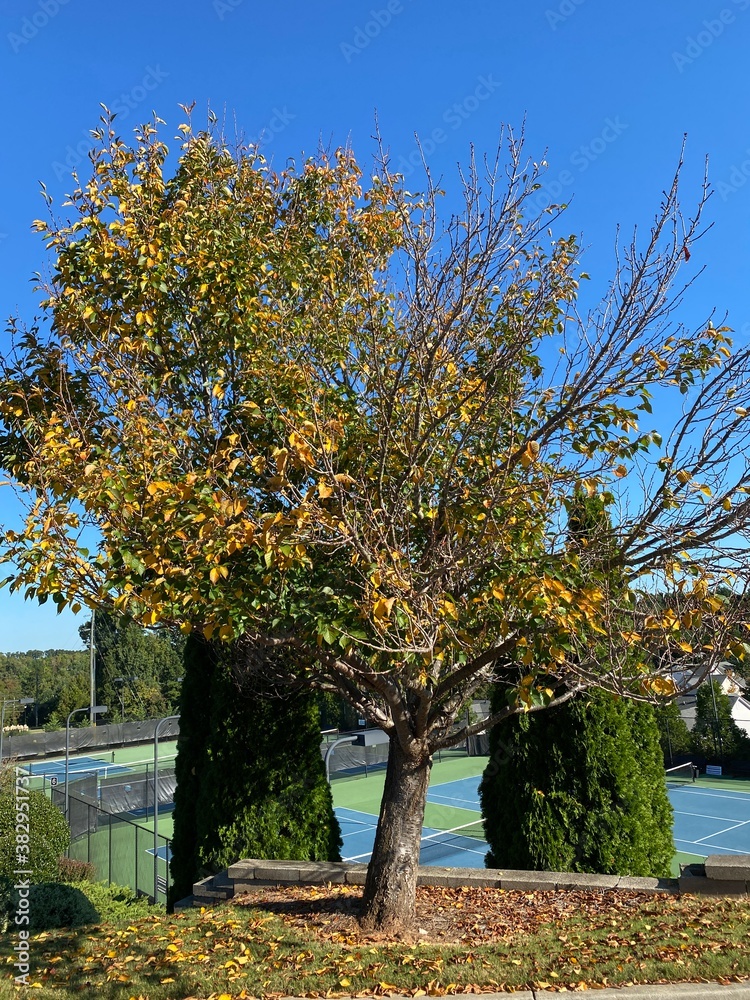 Naklejka premium a tree