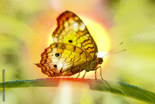 Photography butterfly on a green leaf