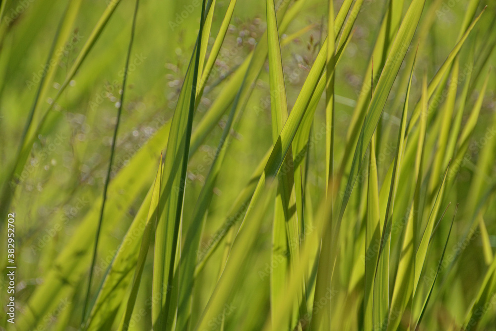 Green grass blades in afternoon sunlight against a green background. Green grass blades in afternoon sunlight against a green background.