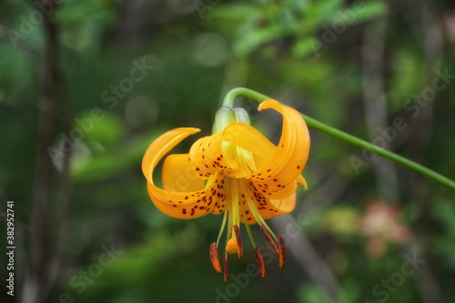 A single tiger lily (Lilium columbianum) blossom against a blurred green background.  photo