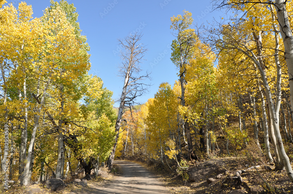 Landscape view of a dirt road in the country, framed by trees with beautiful golden and orange fall colors Landscape view of a dirt road in the country, framed by trees with beautiful golden and orange fall colors