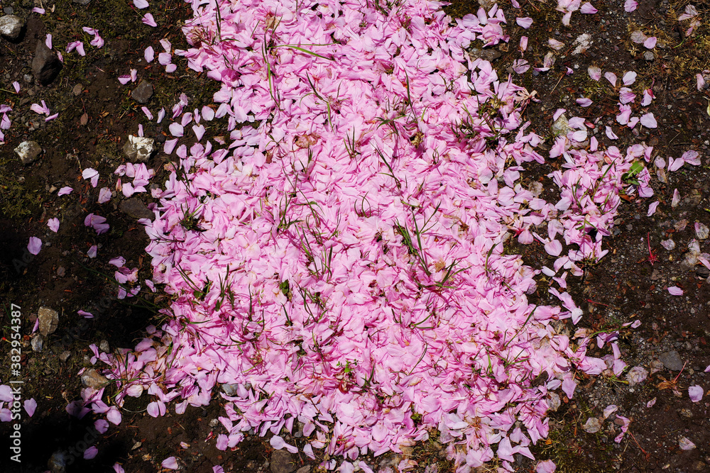 散った桜の花びら