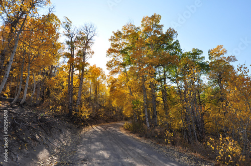 A pretty country road in California, framed on both sides by trees with colorful fall foliage