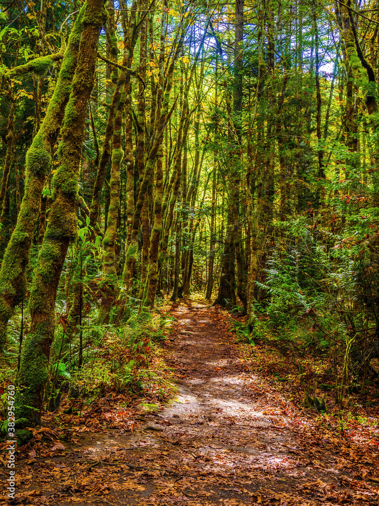 Walking trail in the forest during sunny autumn day Walking trail in the forest during sunny autumn day