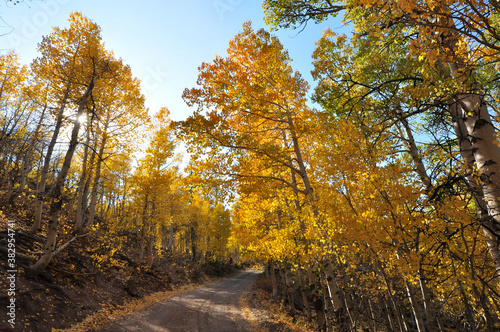 A pretty country road in California, framed on both sides by trees with colorful fall foliage