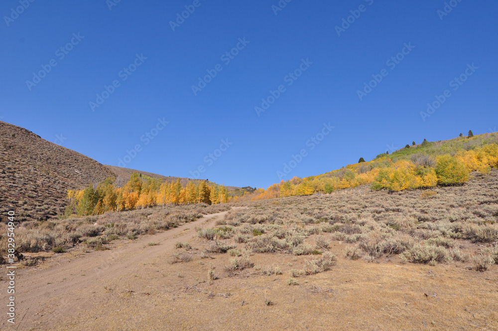 Road leading up to a hillside in California with vibrant fall colors on a sunny autumn day