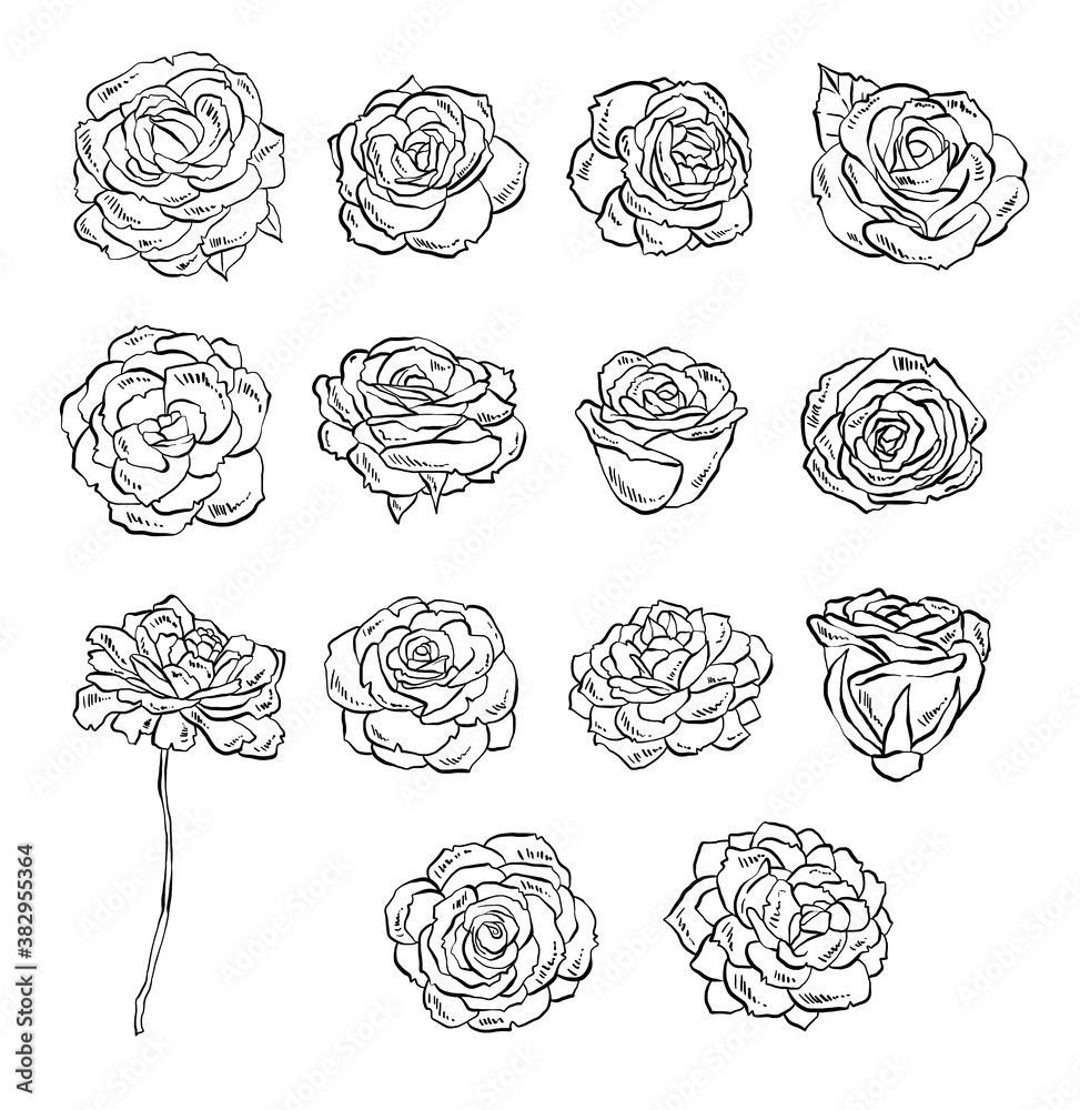 Roses vector illustrations on white background Roses vector illustrations on white background