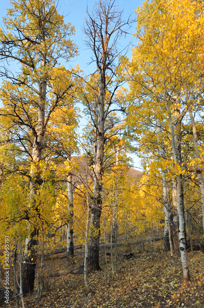 Beautiful yellow, gold and orange fall colors on a sunny autumn day