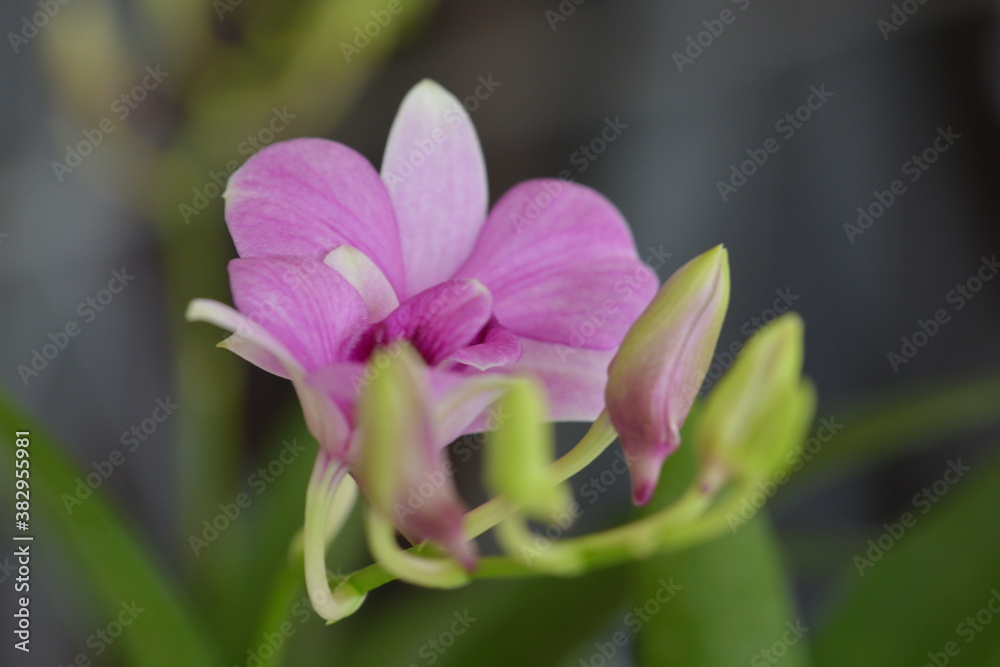 Close up picture of Orchids flower