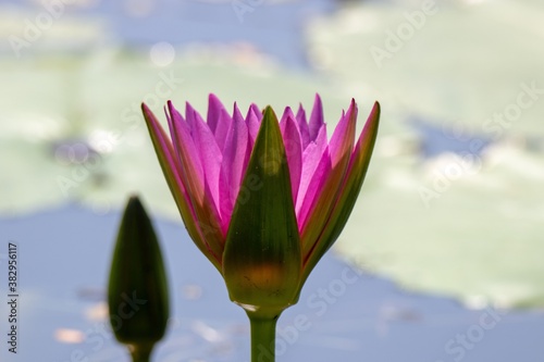 Pink lotus flower, Thailand