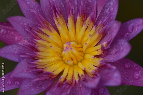 Close up photo of lotus flower
