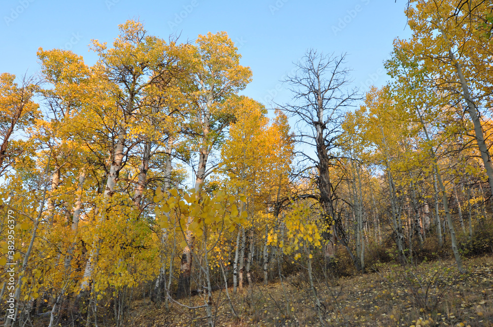 A grove of trees with beautiful orange, yellow and golden fall colors on a bright sunny autumn day in California