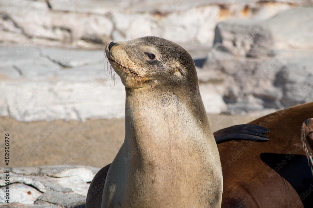 Obraz premium しぐさがとても可愛らしいオットセイ君