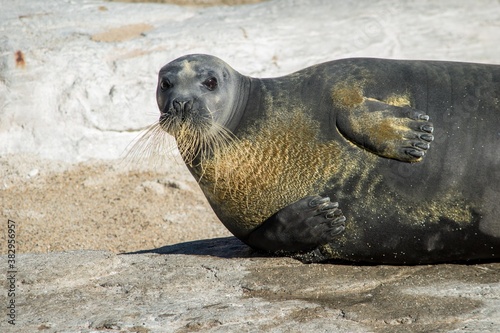動きがユニークでしぐさがとても可愛らしいアザラシ君