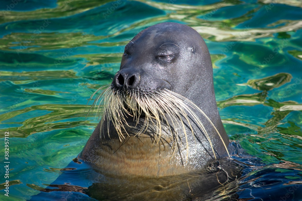 見事なおひげ、表情がユニークで水族館の人気者「アゴヒゲアザラシ」 스톡 사진 Adobe Stock