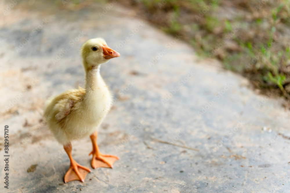 A yellow gosling stand ,side view. A yellow gosling stand ,side view.
