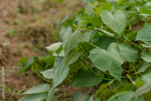 Wallpaper Mural Leaves of sweet potato grow on soil at farm, japan Torontodigital.ca