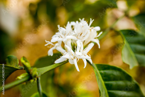 Coffee Flower Blooming On Tree