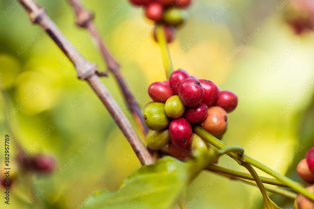 harvesting coffee berries by agriculture. Coffee beans ripening on the tree in North of Thailand harvesting coffee berries by agriculture. Coffee beans ripening on the tree in North of Thailand