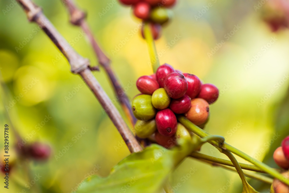 harvesting coffee berries by agriculture. Coffee beans ripening on the tree in North of Thailand