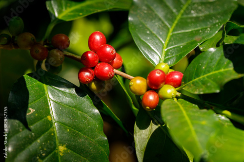 Wallpaper Mural harvesting coffee berries by agriculture. Coffee beans ripening on the tree in North of Thailand Torontodigital.ca
