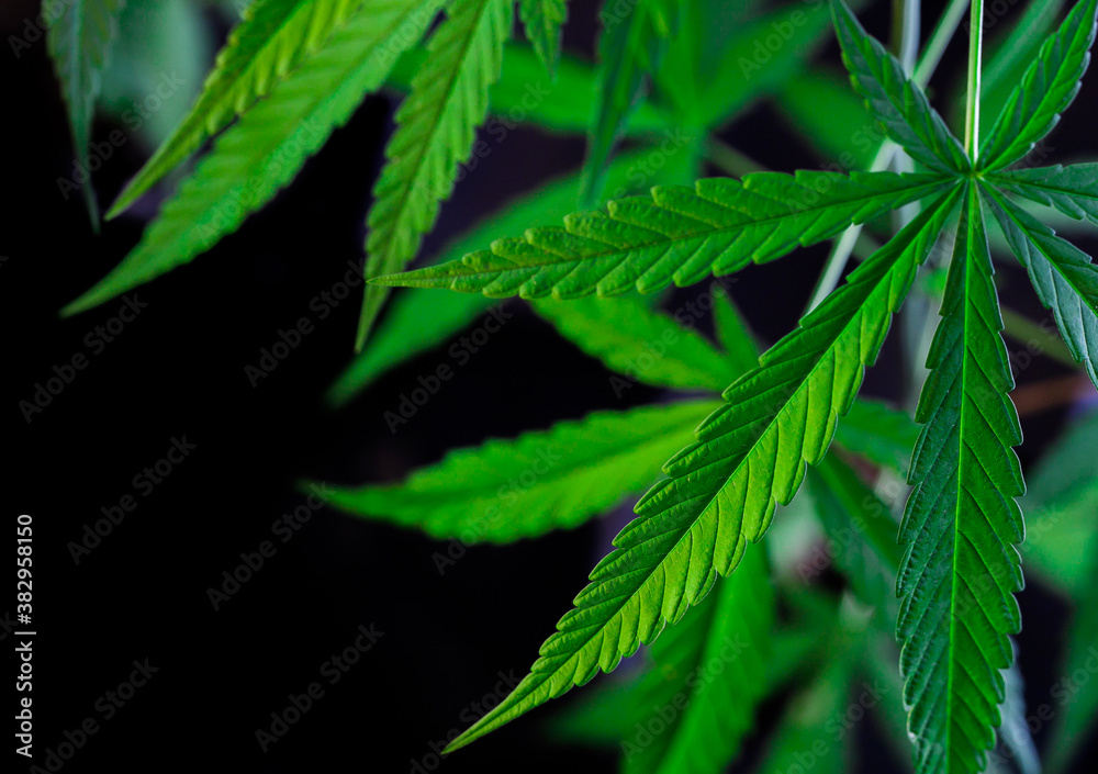 cannabis on a Black background cannabis on a Black background