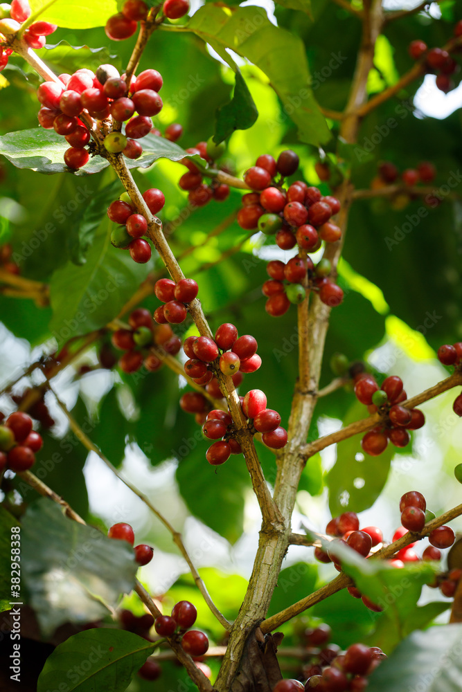 Coffee beans ripening on tree in North of thailand Coffee beans ripening on tree in North of thailand