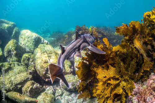 Port Jackson Shark swimming in the crystal clear water, Sydney Australia photo