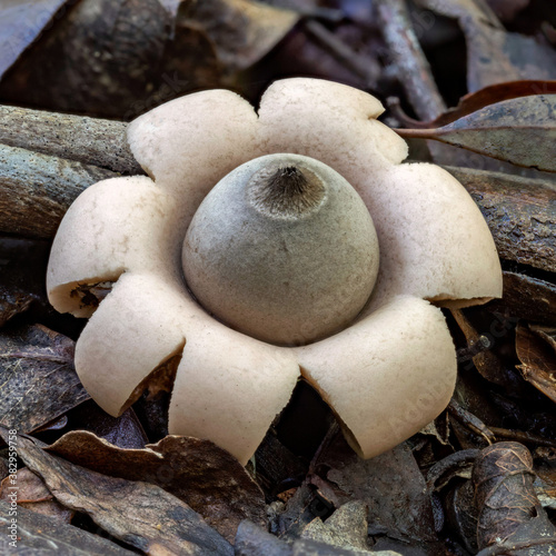 Collared Earthstar fungus (Geastrum triplex) - Copeland Tops rainforest, NSW, Australia photo