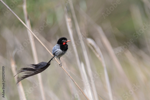 Male strange-tailed tyrant (Alectrurus risora), Ibera Wetlands photo