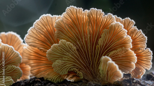 Split Gill Mushrooms (Schizophyllum commune) - Gloucester, NSW, Australia photo