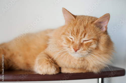 a big red cat sleeps on a shelf. Pets, veterinary care, well-groomed hair
